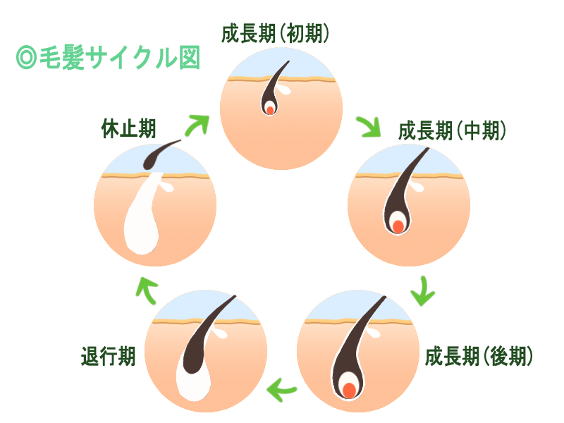 毛髪の成長サイクルの図解。成長期(初期)→成長期(中期)→成長期(後期)→退行期→休止期