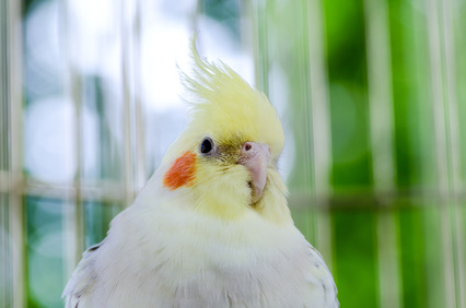 モヒカン状態のセキセイインコ