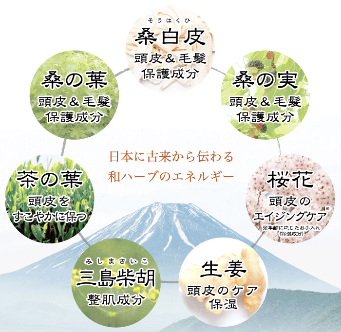 桑白皮・桑の実・桑の葉・茶の葉・三島柴胡・生姜・桜花。日本に古来から伝わる和ハーブのエネルギー