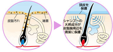 頭皮と毛根の断面図「シャンプーの天然成分が皮脂腺周辺を清潔に保護