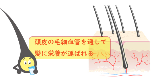 イラスト解説。頭皮の毛細血管を通して髪に栄養が運ばれる
