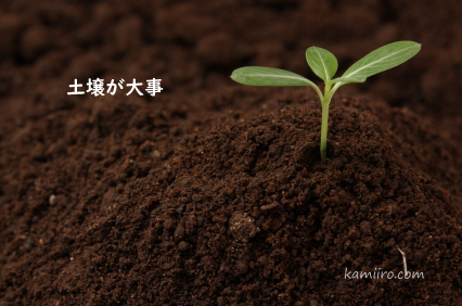 豊かな土壌に生えた新芽