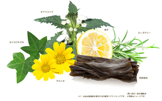 オドリコソウ・ローズマリー・セイヨウキズタ・アルニカ・利尻昆布